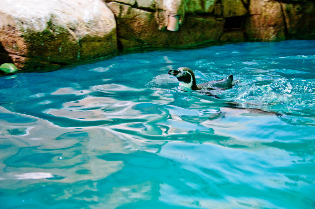  Ocean Aquarium Park u Protarasu 